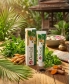 Dentifrice Andrographis inspiré des plantes de Thaïlande
