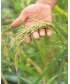 Oolong_Rice_Tea_05.jpg