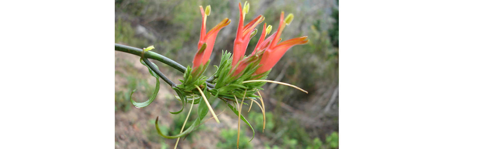 Une fleur Clinacanthus Nutans (source frynn.com)