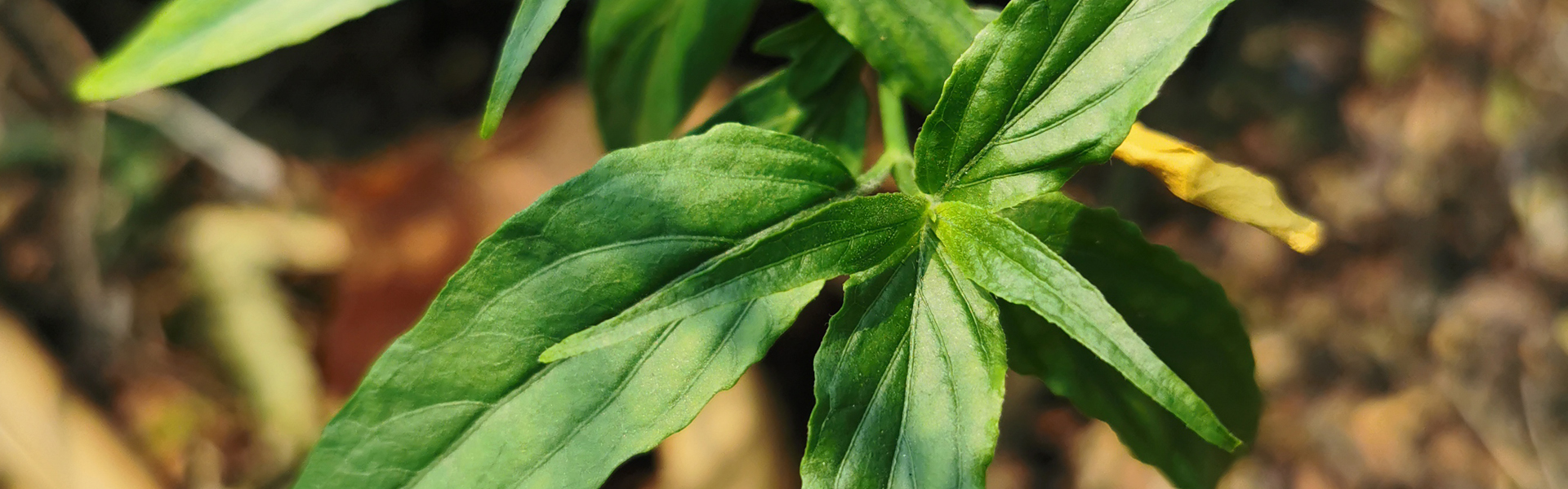 Un plant de Clinacanthus Nutans.