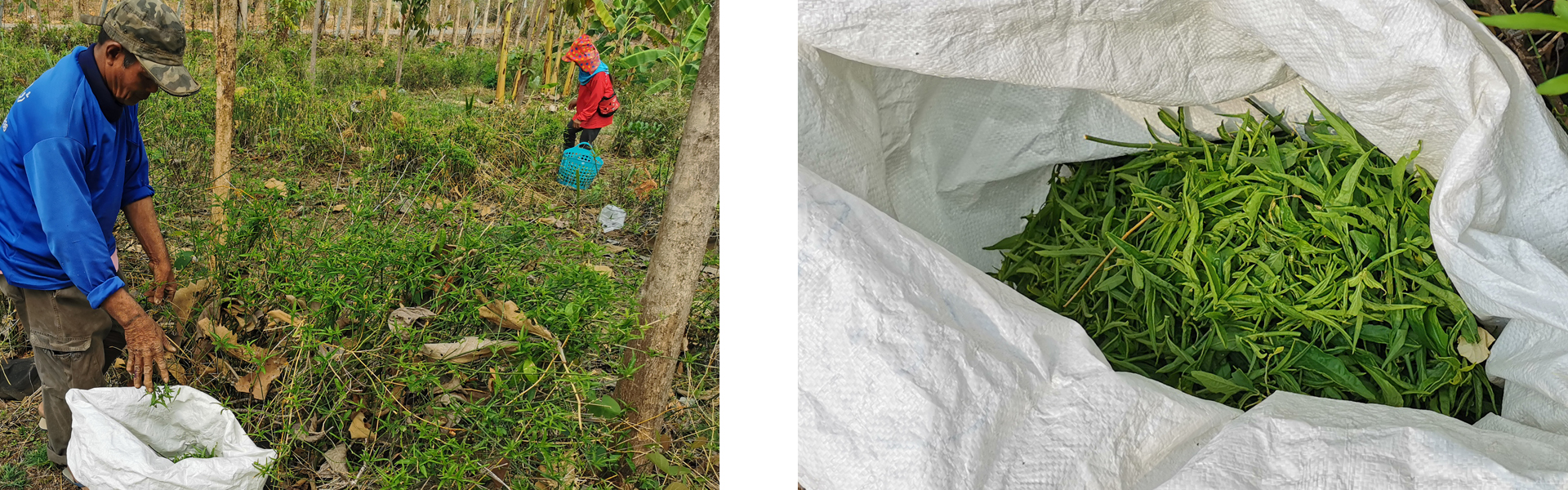 La récolte de Clinacanthus Nutans se fait à la main, par petite quantité selon la disponibilité et les besoins de production.