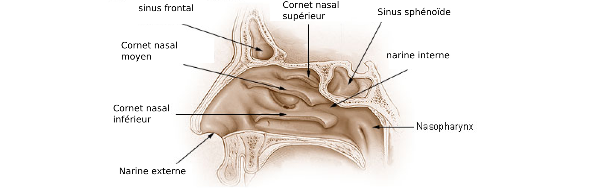 Schéma des fosses nasales (source Wikipédia)