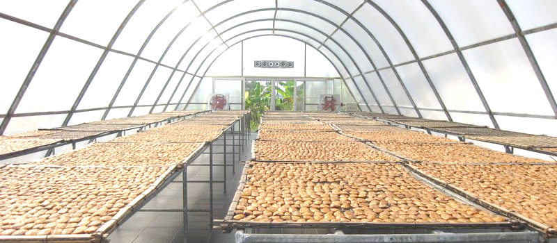 Séchage des bananes KoueyNamWa sous atmosphère controlée.